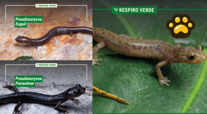 Descubren tres nuevas especies de salamandras en Oaxaca