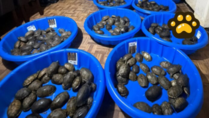 Tortugas