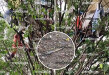 Retiran a personas ligadas a delitos que vivían en árboles de Periférico Ecológico