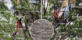 Retiran a personas ligadas a delitos; vivían en árboles de Periférico Ecológico