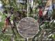 Retiran a personas ligadas a delitos; vivían en árboles de Periférico Ecológico