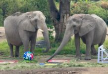 Animales del Zoológico de Guadalajara predicen juegos del Mundial