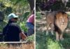 Agreden a león con pedrada en zoológico de Guadalajara
