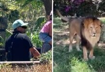 Agreden a león con pedrada en zoológico de Guadalajara