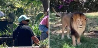 Agreden a león con pedrada en zoológico de Guadalajara