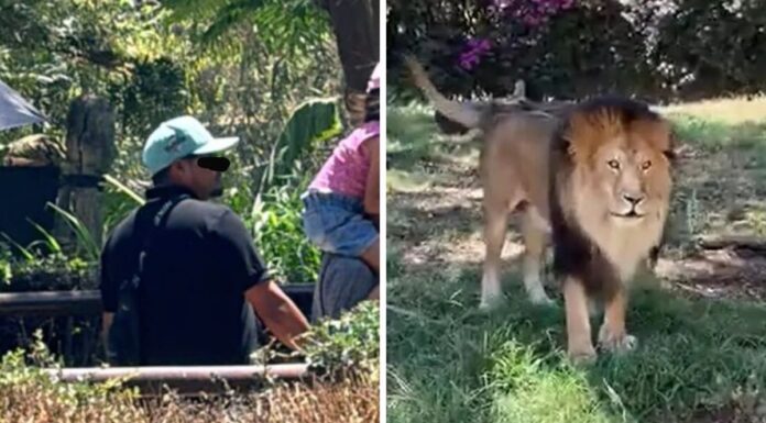 Agreden a león con pedrada en zoológico de Guadalajara