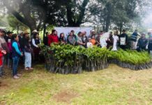 Zacatlán realiza jornada de reforestación con mil árboles plantados