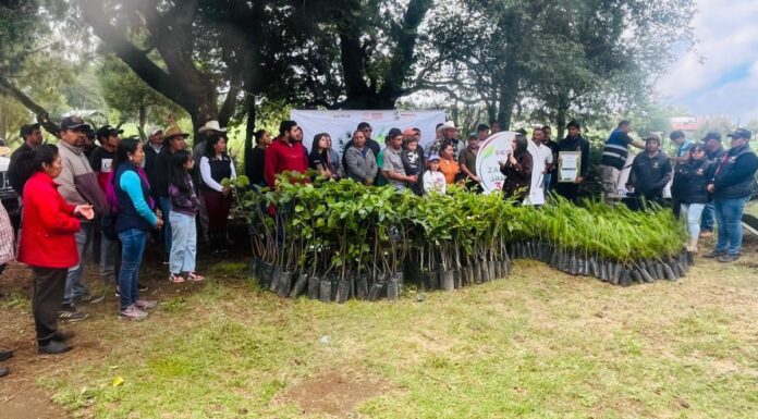Zacatlán realiza jornada de reforestación con mil árboles plantados