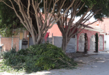 Cabildo de Puebla busca endurecer sanciones por tala de árboles