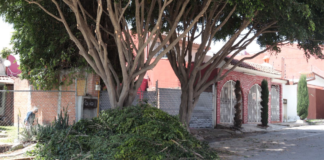 Cabildo de Puebla busca endurecer sanciones por tala de árboles