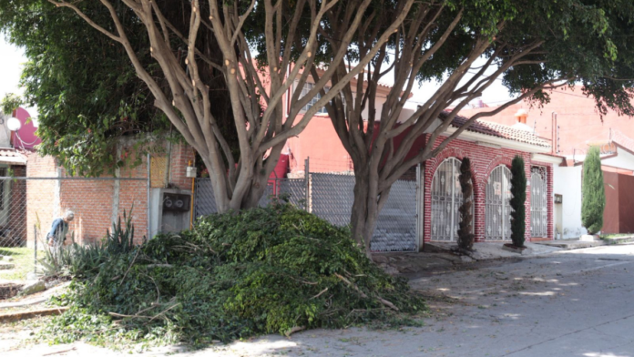 árboles
