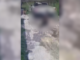 Captan a hombre arrastrando un caballo herido en Texmelucan
