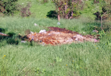 Denuncian foco de infección en San José Lechería por tiradero de desechos