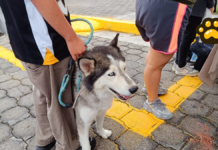 Habrá esterilización gratuita para perros y gatos en Atlixco