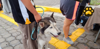 Habrá esterilización gratuita para perros y gatos en Atlixco