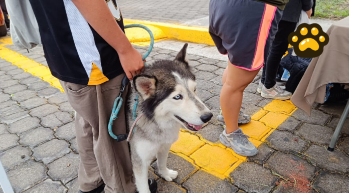 Habrá esterilización gratuita para perros y gatos en Atlixco