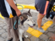 Habrá esterilización gratuita para perros y gatos en Atlixco
