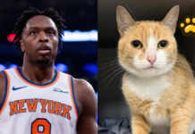 OG Anunoby busca hogar para gatos refugiados en Nueva York