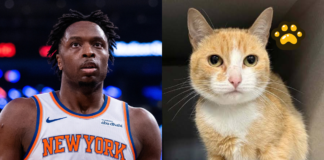 OG Anunoby busca hogar para gatos refugiados en Nueva York