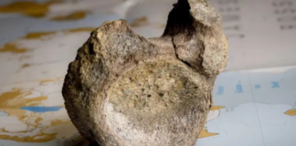 Tras 40 años olvidado, identifican el primer fósil de dinosaurio en la Antártida