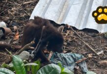 Rescatan a un mono saraguato amarrado en casa de Quintana Roo