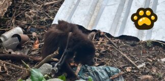 Rescatan a un mono saraguato amarrado en casa de Quintana Roo