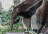 Taio, el oso hormiguero que busca ser el nuevo “oráculo” del fútbol