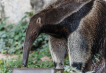 Taio, el oso hormiguero que busca ser el nuevo “oráculo” del fútbol