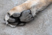 IBA Puebla descarta maltrato en caso de perro en escuela