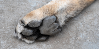 IBA Puebla descarta maltrato en caso de perro en escuela