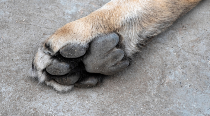 IBA Puebla descarta maltrato en caso de perro en escuela