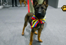 Venezuela regala cachorros a México por ayuda en sismos