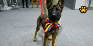 Venezuela regala cachorros a México por ayuda en sismos