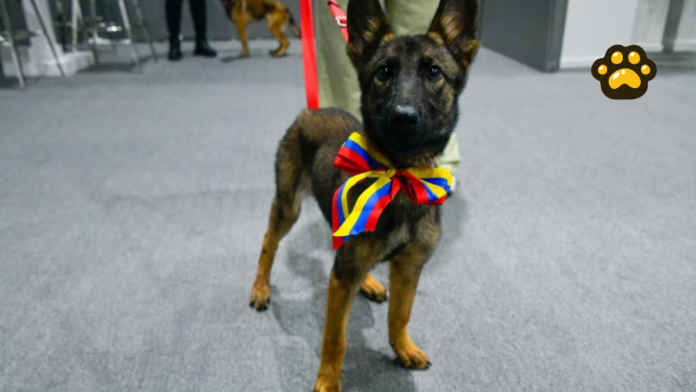 Cachorros Laika