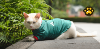 Coco, el gato de Palacio Nacional que apoya a la Selección Mexicana