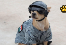 “Comando”, el perrito adoptado por la Guardia Nacional en Chihuahua