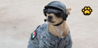 “Comando”, el perrito adoptado por la Guardia Nacional en Chihuahua