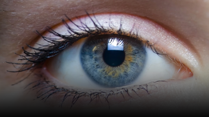 cornea