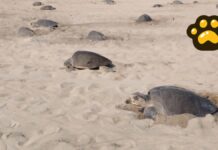 Estiman que tortugas marinas depositen dos millones de huevos en Oaxaca