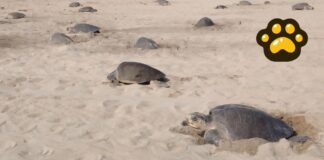 Estiman que tortugas marinas depositen dos millones de huevos en Oaxaca