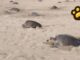 Estiman que tortugas marinas depositen dos millones de huevos en Oaxaca