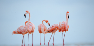 Lluvias récord atraen 30 mil parejas de flamencos a reserva en España