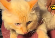 Rescatan a gato tras 17 días bajo escombros en Venezuela