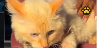 Rescatan a gato tras 17 días bajo escombros en Venezuela