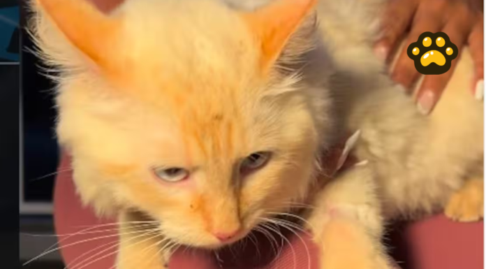 Rescatan a gato tras 17 días bajo escombros en Venezuela