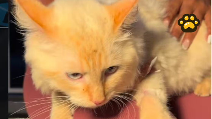 Gato (1)
