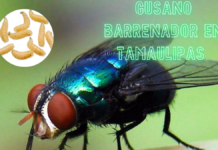 Tamaulipas confirma dos casos de miasis por gusano barrenador en humanos