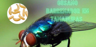 Tamaulipas confirma dos casos de miasis por gusano barrenador en humanos