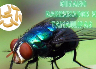 Tamaulipas confirma dos casos de miasis por gusano barrenador en humanos