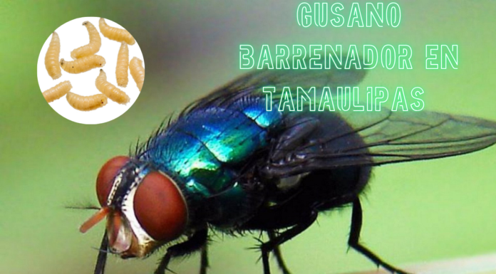 Tamaulipas confirma dos casos de miasis por gusano barrenador en humanos
